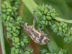 Parapantomorus fluctuosus