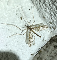 Mischoderus annuliferus