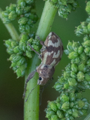 Parapantomorus fluctuosus