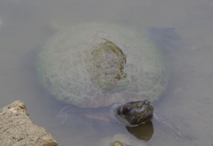 Trachemys stejnegeri