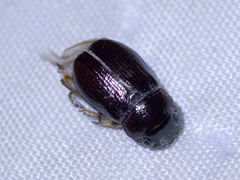 Coleoptera