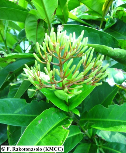 Ixora hookeri