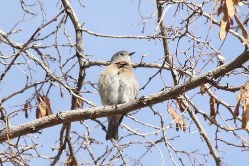 Western Bluebird photographed in Oregon