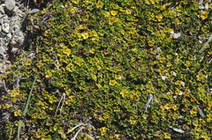 Azorella hydrocotyloides