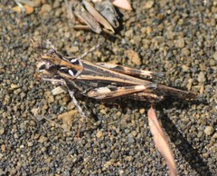 Oedaleus abruptus