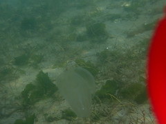 Bolinopsis microptera