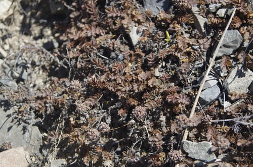 Acaena inermis (Acaena inermis)