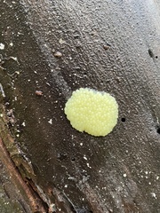 Stemonitis flavogenita