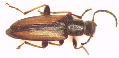 Lepturidea fastigiata