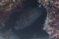 Calloplesiops altivelis