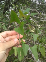 Araujia megapotamica