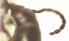 Lepturidea fastigiata