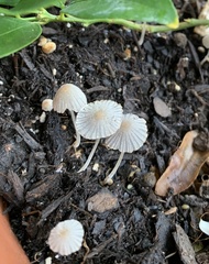 Coprinellus curtoides