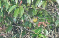 Pteruthius aenobarbus