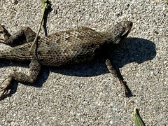Sceloporus occidentalis