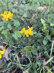 Lotus corniculatus