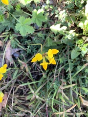 Lotus corniculatus