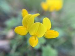 Lotus corniculatus
