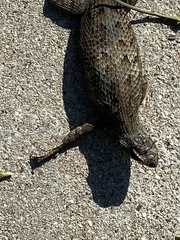 Sceloporus occidentalis