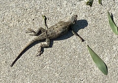 Sceloporus occidentalis