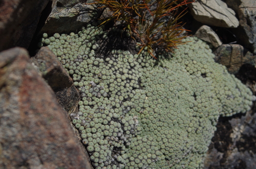 Image of Raoulia mammillaris by (c) Ed Wilson, some rights reserved (CC BY)