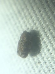 Pachybrachis texanus