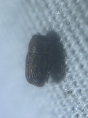 Pachybrachis texanus