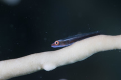 Bryaninops