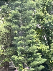 Araucaria