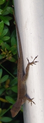 Anolis cristatellus