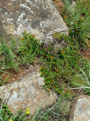 Cephalanthus natalensis