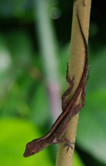 Anolis cristatellus