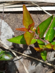Cephalanthus natalensis