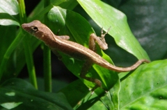 Anolis cristatellus