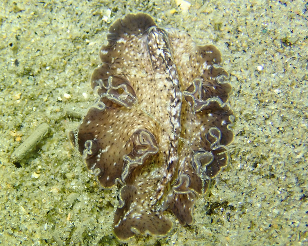 Pseudoceros mexicanus from Mission Bay, San Diego, CA, USA on November