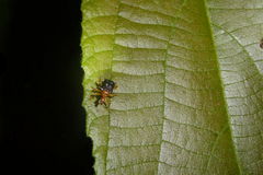 Hoplapoderus hystrix