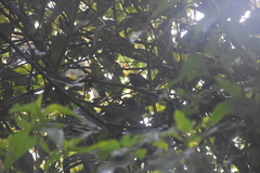 Rhipidura phoenicura