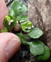 Viola cleistogamoides