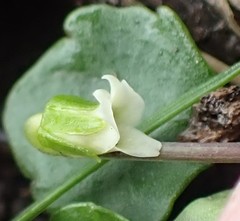 Viola cleistogamoides