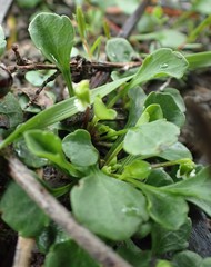 Viola cleistogamoides