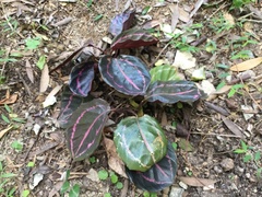 Goeppertia roseopicta