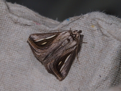 Schistorhynx argentistriga