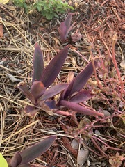 Tradescantia pallida