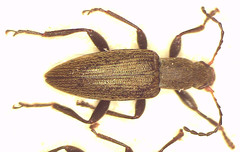 Lepturidea fusca