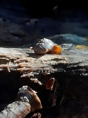 Flammulina zebra