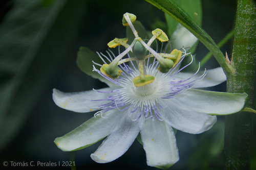 Passiflora tenuifila