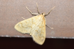 Hahncappsia pergilvalis