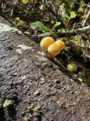 Gymnopilus rufescens
