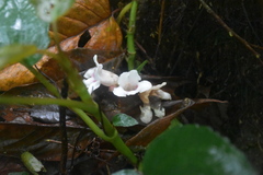Magnoliopsida