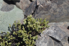 Veronica tetrasticha